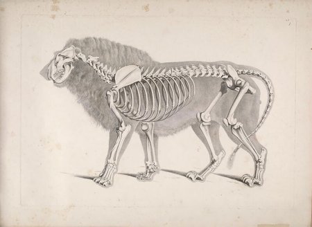 Анатомия Льва Баммеса