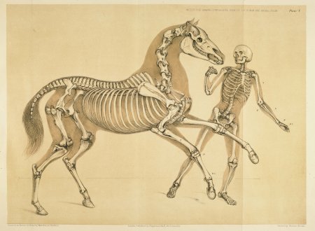 Баммес анатомия лошади