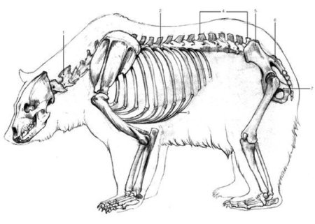 Скелет медведя строение
