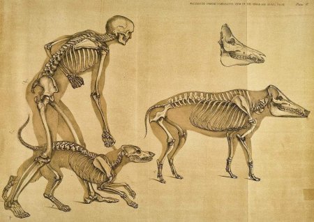 Скелеты палеонтолога Кювье