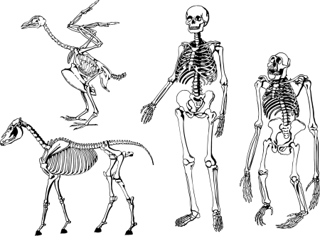 Скелет млекопитающих животных
