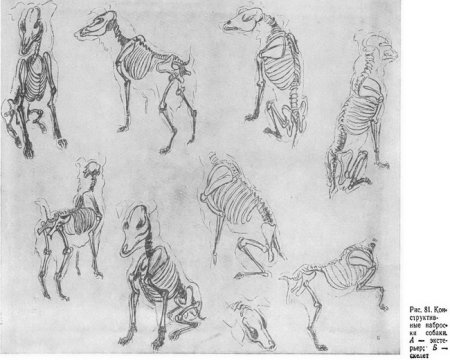 Пластическая анатомия собаки