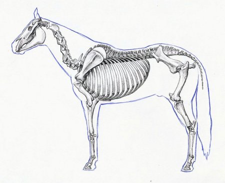 Скелен непарнокопытные