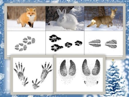 Следы диких животных на снегу