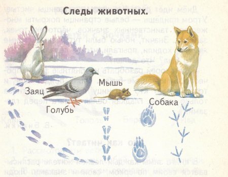 Следы зверей и птиц
