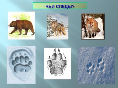 Следы животных на снегу