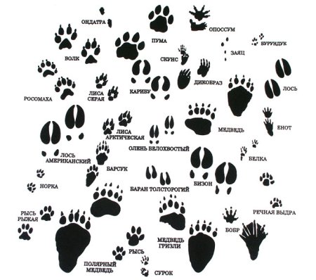 Следы диких животных Подмосковья