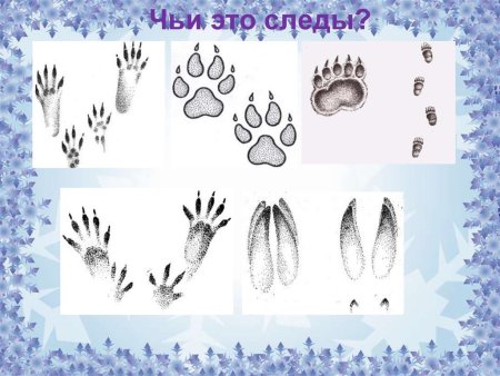 Чьи следы на снегу