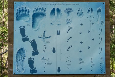 Следы зверей и птиц