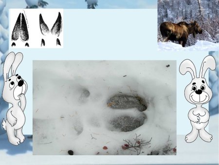 Игра Угадай чьи следы