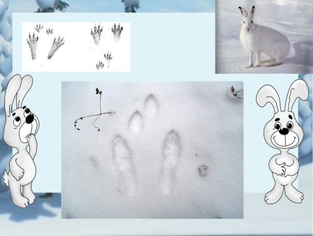 Чьи следы на снегу