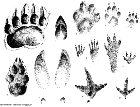 Следы копытных диких животных