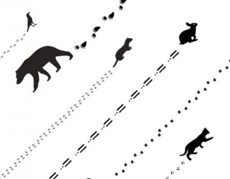 Следы лесных животных