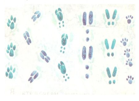 Следы животных заяц