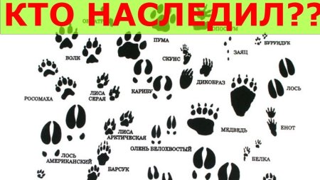 Следы диких животных на земле