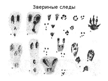 Звериные следы зайца