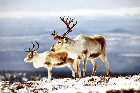 Северный олень Кольского полуострова