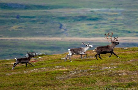 Северный олень Кольского полуострова