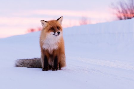 Лиса Кольский полуостров
