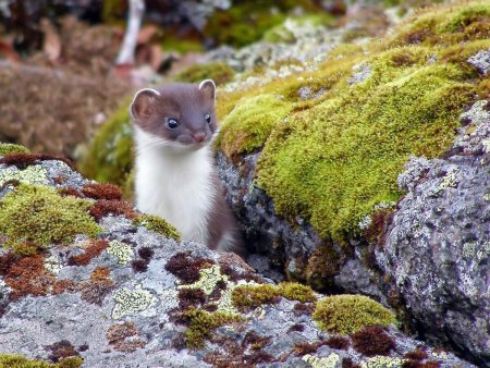 Тундровый горностай