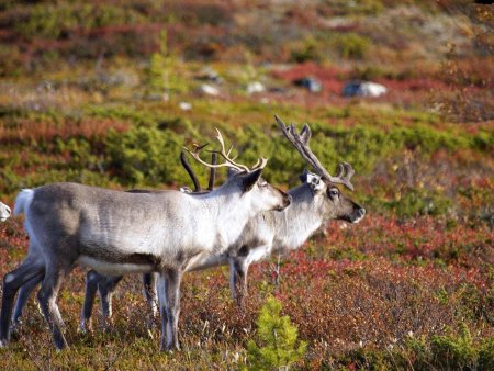 Лапландский заповедник Северный олень