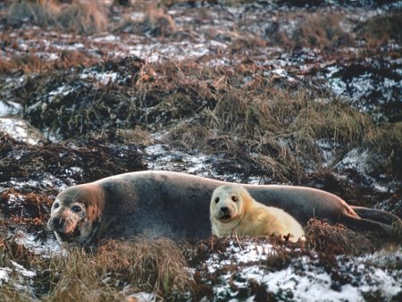 Фауна Кольского полуострова