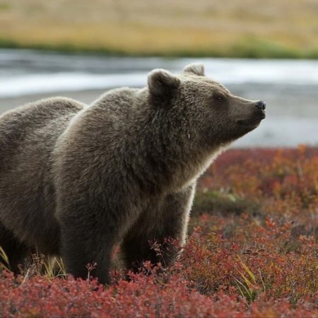 Кольский полуостров медведи
