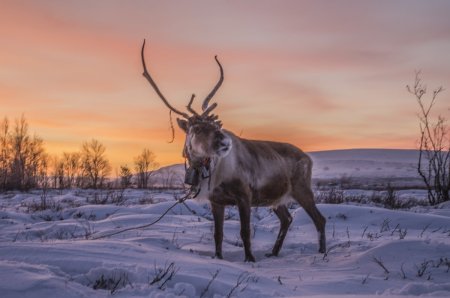 Северный олень Мурманской области