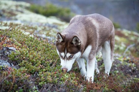 Хибины Мурманская область Флора и фауна