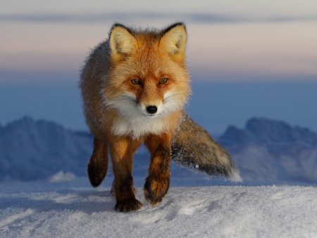 Лиса Кольский полуостров