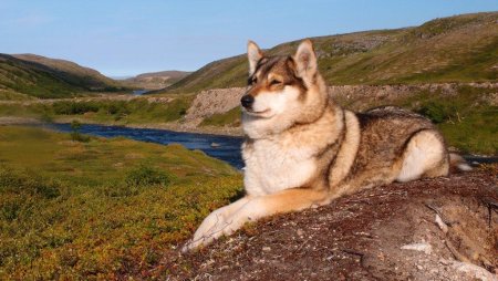 Звери Кольского полуострова