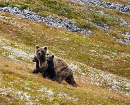 Лапландский заповедник Мурманская область