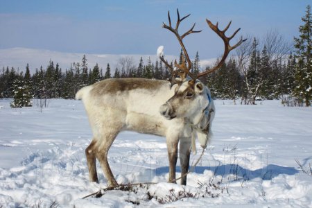 Северный олень Кольского полуострова