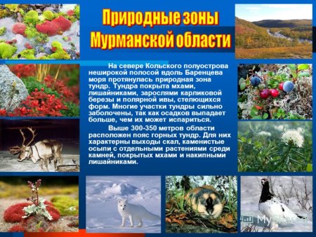 Растительный и животный мир Мурманской области