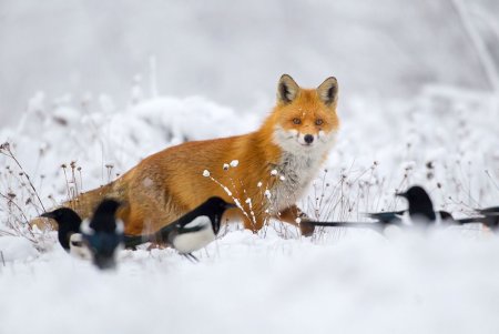 Лиса Кольский полуостров