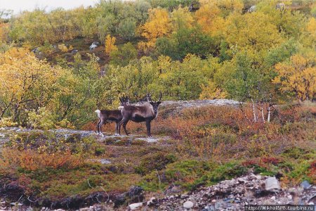 Олени Кольского полуострова