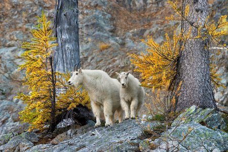 Дикие животные поздней осенью