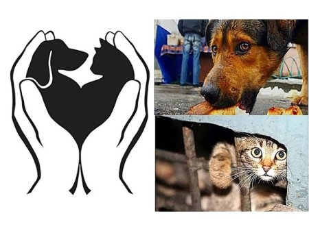 Плакаты зоозащитников