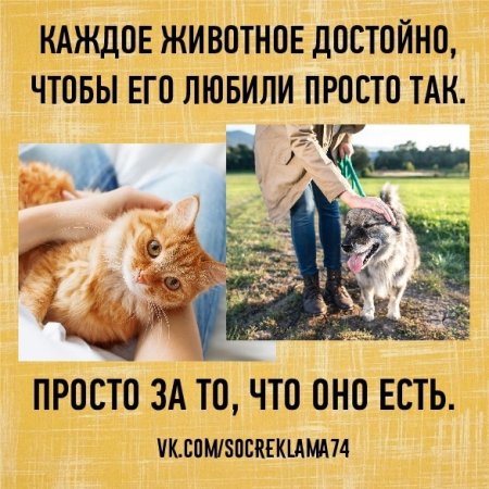 Цитаты о гуманном отношении к животным