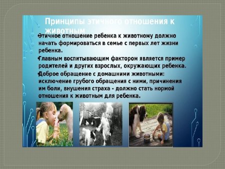 Гуманное отношение к животным