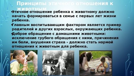 Воспитание любви к животным
