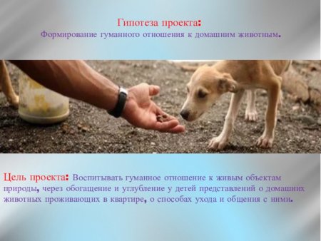 Гуманное отношение к животным