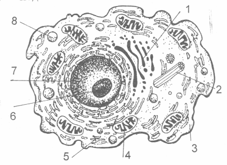 Строение эукариотической клетки без подписей