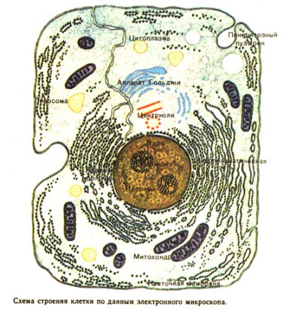 Животная клетка рисунок