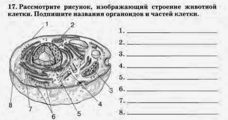 Строение органоидов клетки рисунки