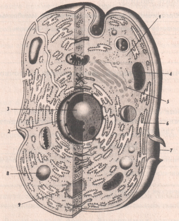 Строение растительной клетки 5 класс биология
