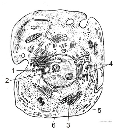 Строение эукариотической животной клетки