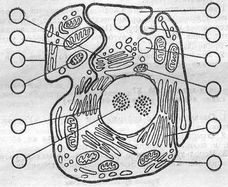 Строение животнойной клетки 7 класс биология