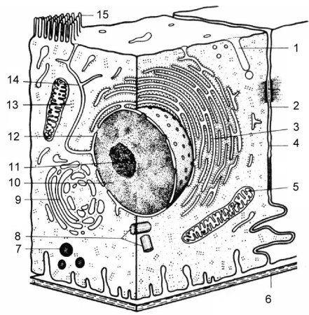 Комбинированная схема животной и растительной клетки