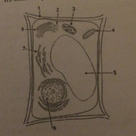 Растительная клетка без подписей